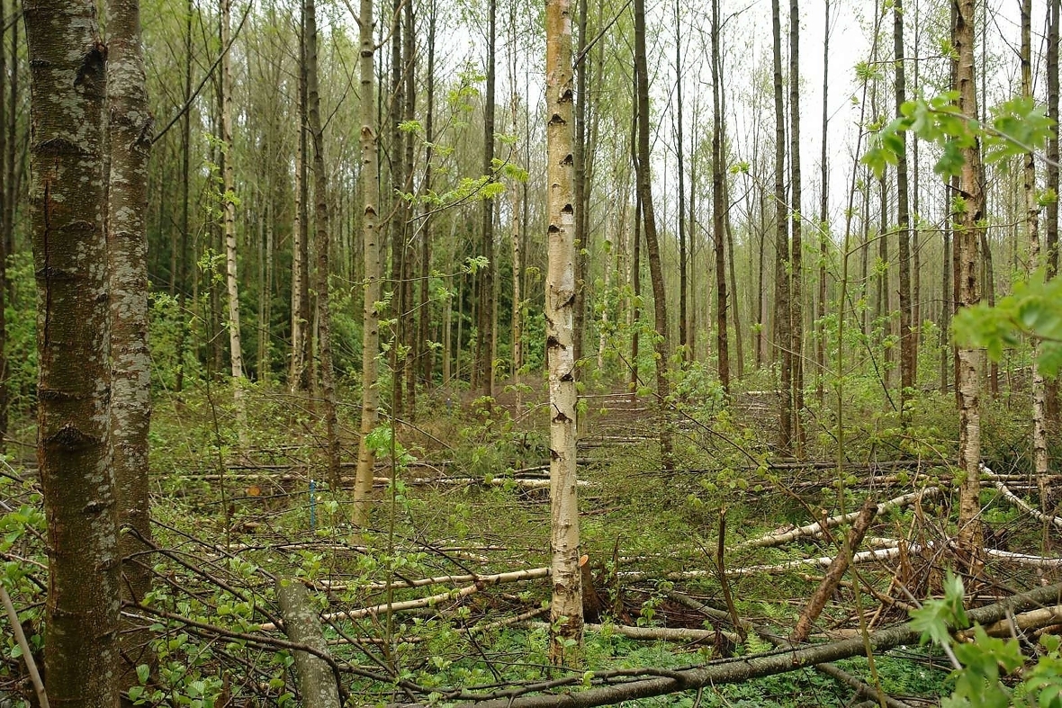 Avstandsregulering i løvskog