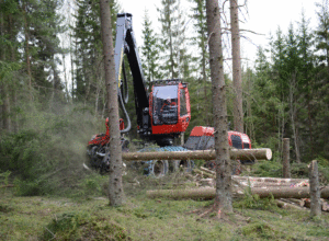 Ledig stilling: Rådgiver skogbruk