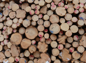 Lite åpenhet rundt svenske tømmerpriser