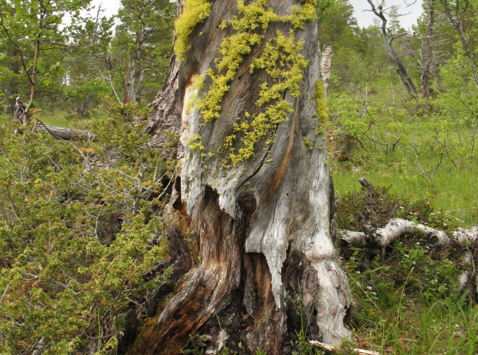 Ulvelav (Letharia vulpina) er en rødlistet  art som blant annet lever på gammel furugadd. I følge Rødlista har skogbrukets oppmerksomhet på denne arten bidratt til at dens rødlistestatus har blitt forbedret fra 2010 til 2015. 