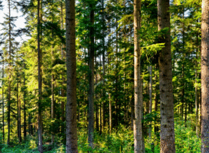 Skogen er viktig for klima, miljø og verdiskaping