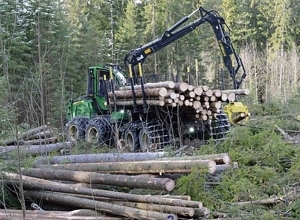 Lavere aktivitet i skognæringen