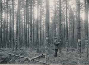 Skogforskningen i Norge er 100 år