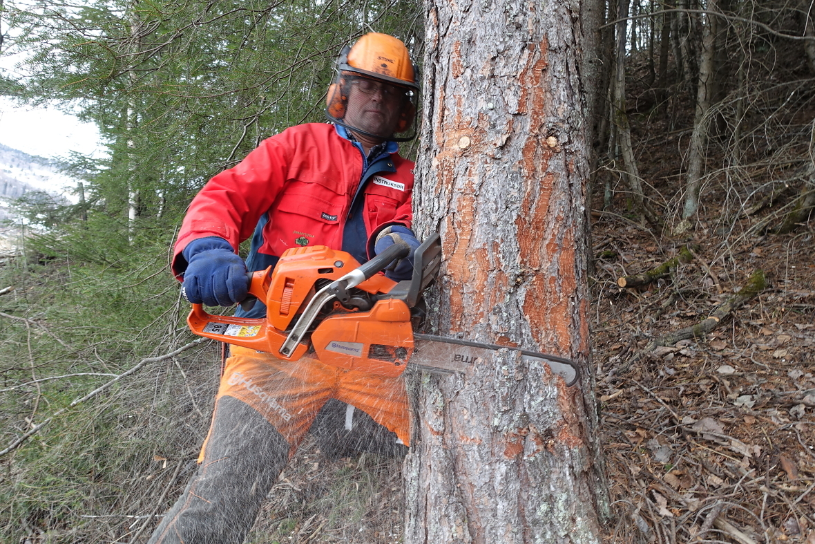Åsmund Grønning fra Nes i Hallingdal har hogd tømmer i 40 år og vært skoginstruktør på oppdrag fra Skogkurs i 35. Her gir han tips om felling av trær.