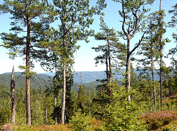 Livsløpstrær er et sentralt begrep i dagens skogbruk – jf. kravpunkt 12 i Norsk PEFC Skogstandard. Her er de spart som ei gruppe bestående av eldre trær (osp, furu, gran m.m.) og noen understandere.