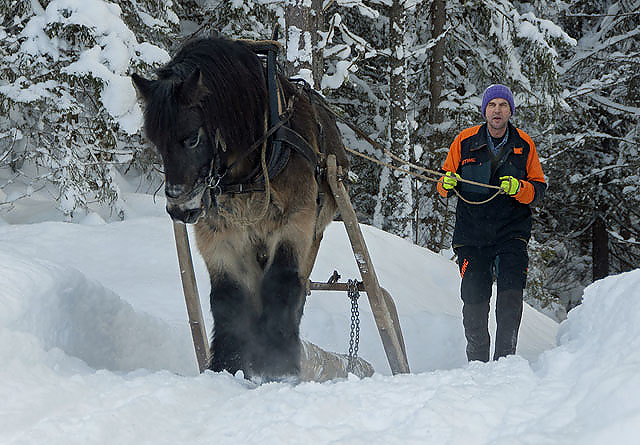 Museumsbonde Anders Hagen demonstrerer gammeldags hankekjøring med hesten Bruno. Foto: Audbjørn Rønning / Maihaugen.