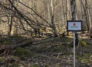 Har vernet 28 nye skogområder