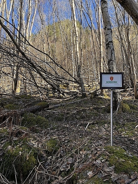 Nye skogområder er vernet som naturreservat. Foto: Ida Aarø