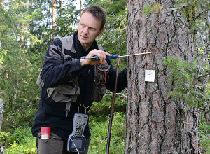 Norges skogvolum tredoblet på 100 år