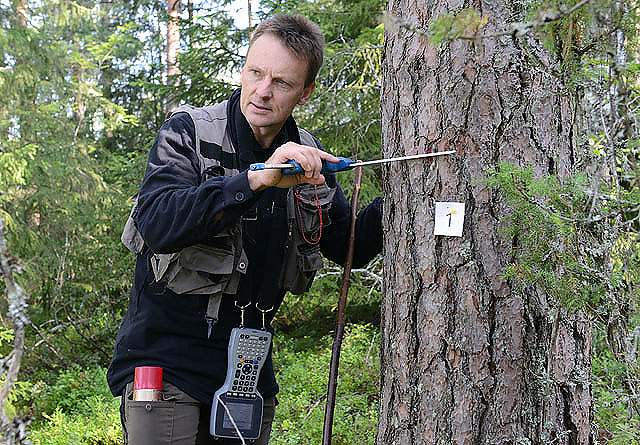 Knut Ole Viken, NIBIO, klaver et tre på en av Landsskogtakseringens flater i våre dager.