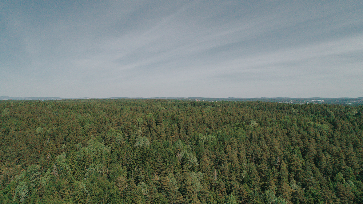 Den norske skogen klarte seg bra gjennom 2019, med lite klimaskader og langt færre branner enn året før. (Foto: Jørgen Nordby/Skogbrand)  

