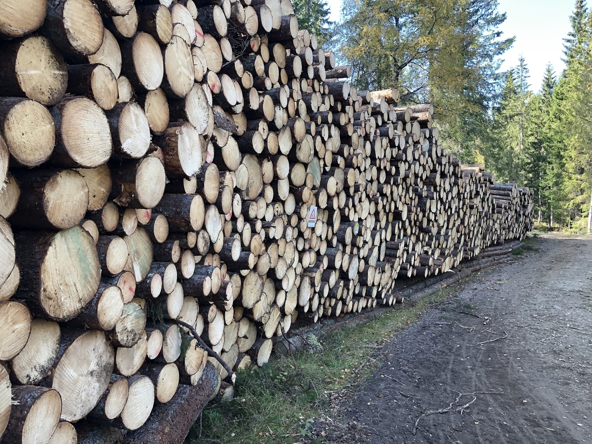 Skogeierforbundet er bekymret for at nytt klimaregelverk kan begrense hogstnivået i Norge. Foto: Ida Aarø
