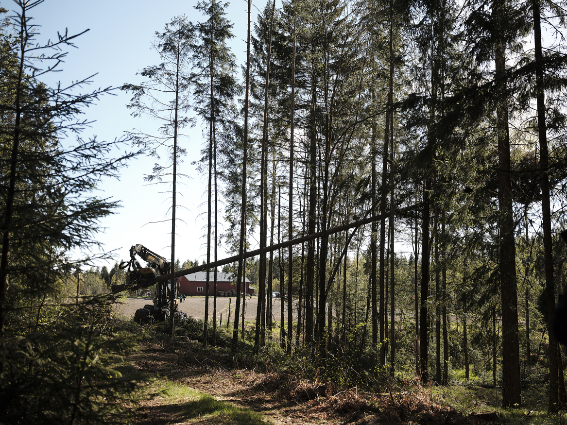 SV satser i sitt opplegg for skogbruket kun på å øke skogvernet. 