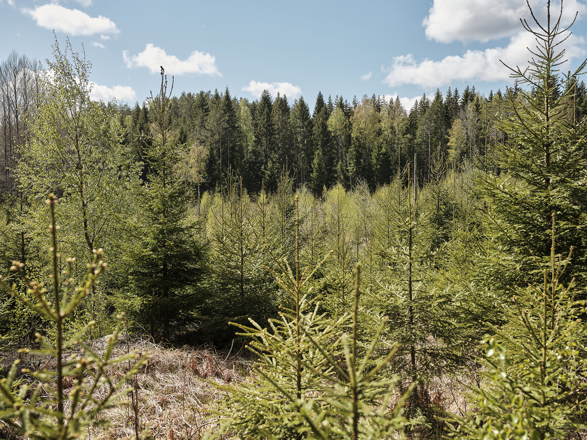 Ny forskning fra Sverige viser at skogen bruker 8-13 år fra en hogst til den binder mer CO2 enn den slipper ut. 