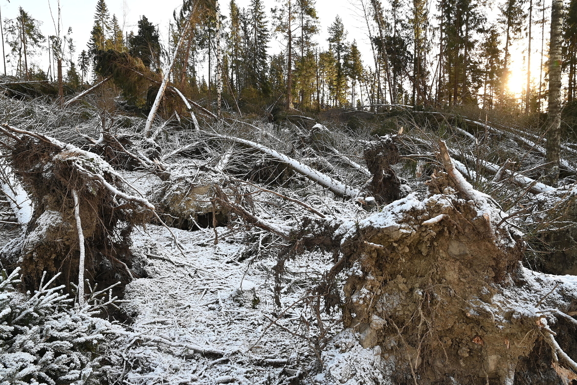 Stormen 19. november påførte store skader. Så langt har Skogbrand fått inn 720 skademeldinger. Foto: Roar Ree Kirkevold.