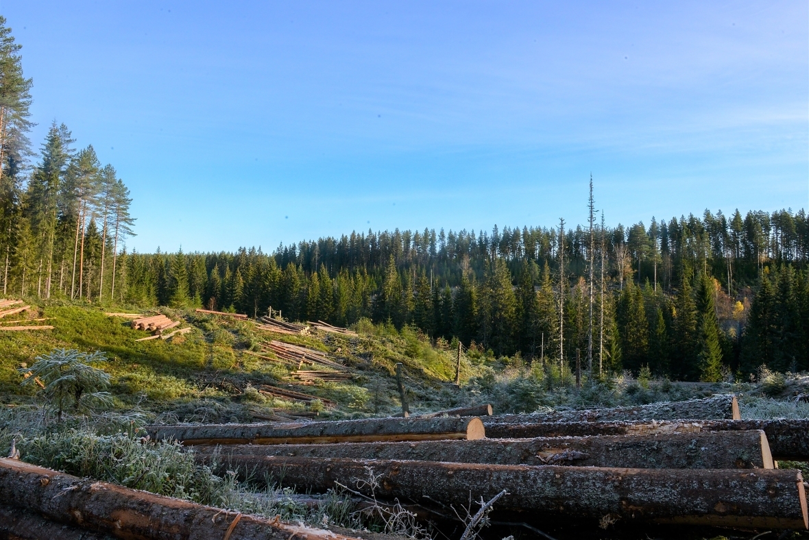 Norsk skogbruk tar en rekke miljøhensyn. Hogstmaskinførerne setter for eksempel alltid igjen noen trær som skal få lov til å vokse helt til de dør naturlig (såkalte livsløpstrær) på hogstflata.