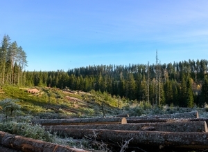 Kronikk om skogbruk i Dagens Næringsliv