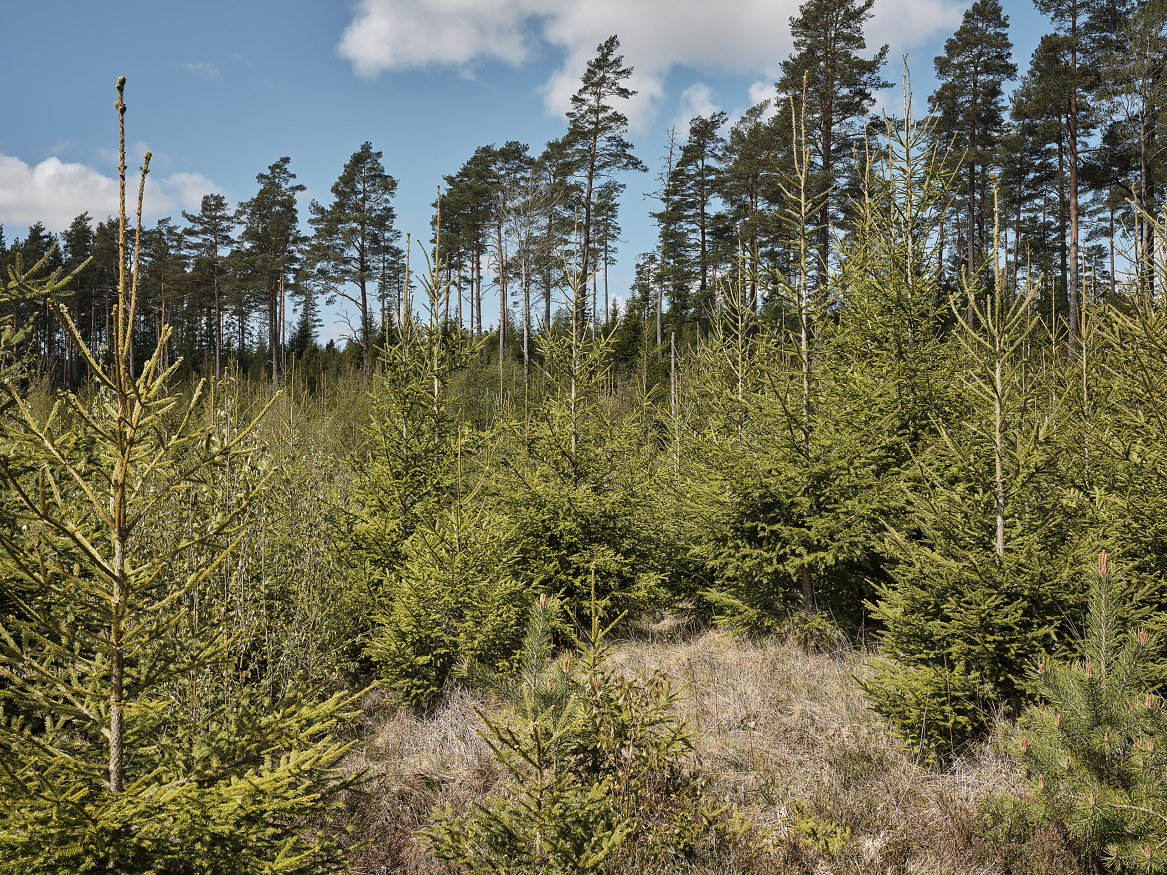 Skogen spiller flere viktige roller i klimasammenheng, både gjennom å binde og lagre CO2 og gjennom å produsere fornybare ressurser som kan brukes til å redusere utslipp i andre sektorer.