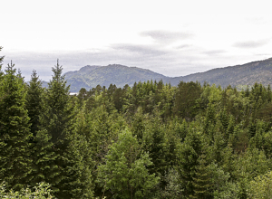 Klimaendringer kan gi store utfordringer for norsk skog