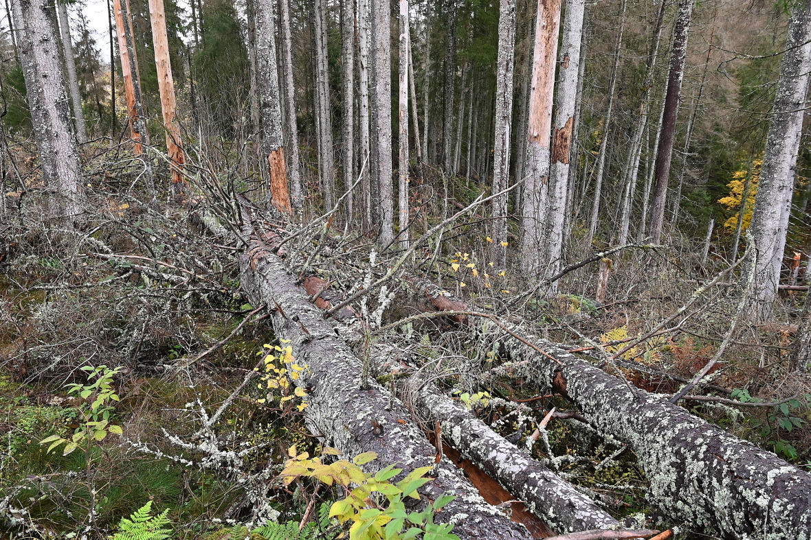 Skogen er en viktig del av klimaløsningen, men den er også sårbar for klimaendringer. Hvis temperaturen på jorda fortsetter å øke, er det ventet at det vil bli langt mer skogskader, for eksempel i form av barkbiller slik som her i Østfold. 