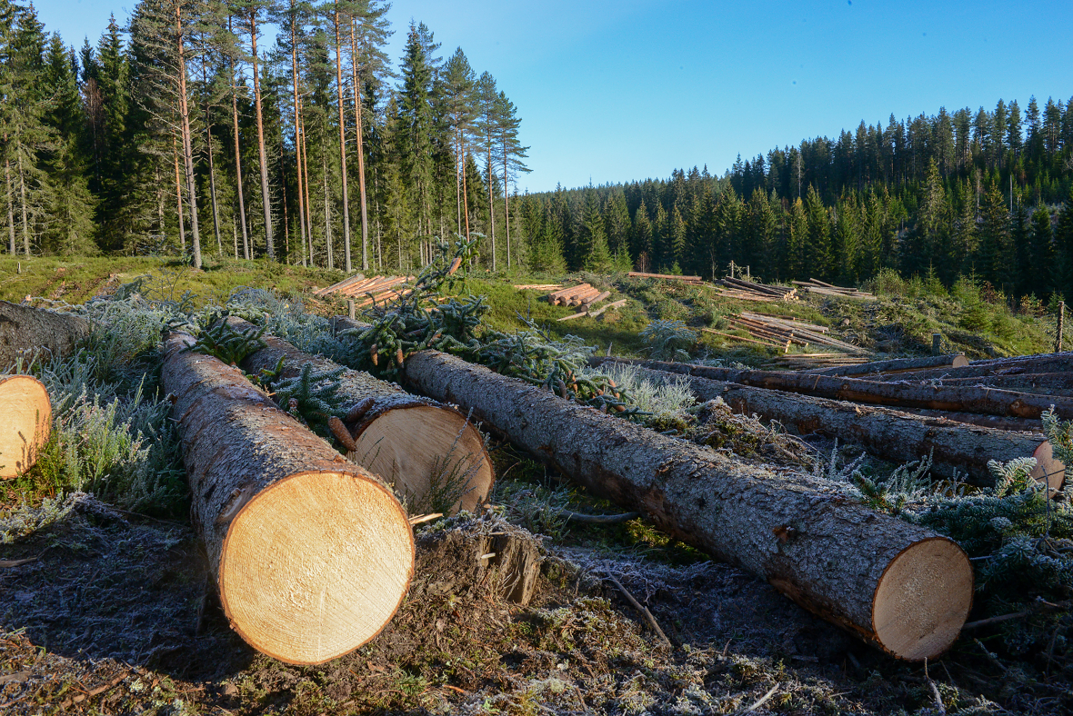 Norsk PEFC Skogstandard inneholder en en rekke kravpunkter til hvordan man skal hogge og stelle i skogen.