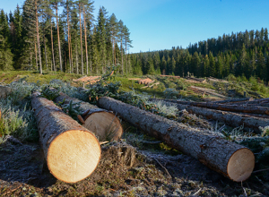 Ny PEFC Skogstandard trer i kraft